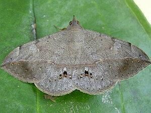 Anticarsia gemmatalis mothphotographersgroupmsstateeduFiles1LiveMW