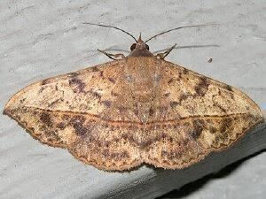 Anticarsia gemmatalis Moth Photographers Group Anticarsia gemmatalis 8574