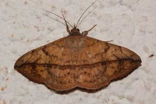 Anticarsia gemmatalis Anticarsia gemmatalis Velvetbean Caterpillar Moth Discover Life