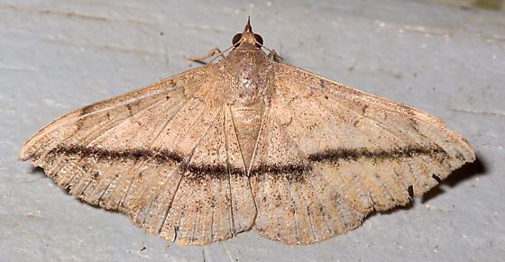 Anticarsia gemmatalis Anticarsia gemmatalis Wikipedia