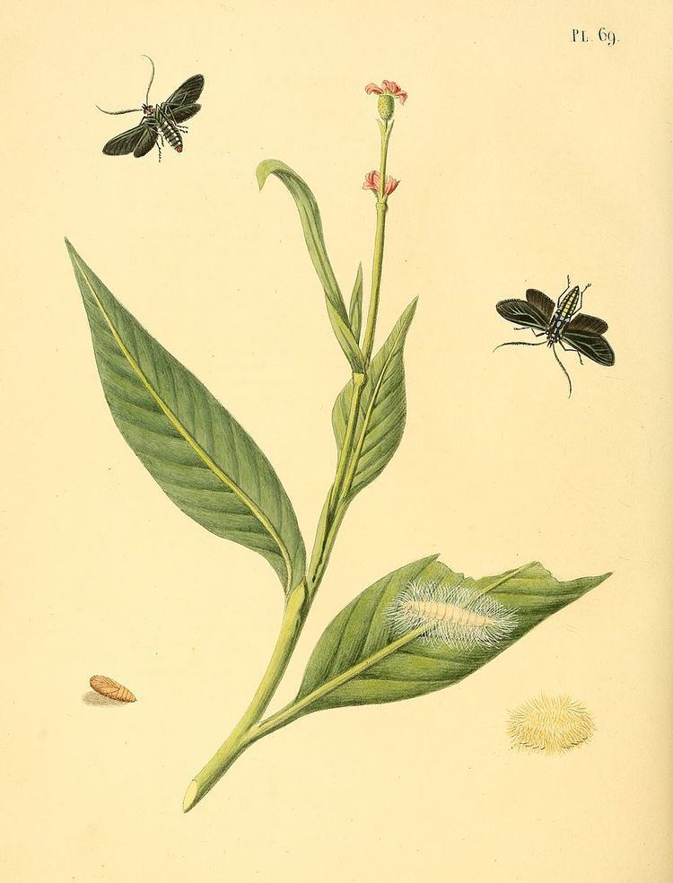 Antichloris eriphia