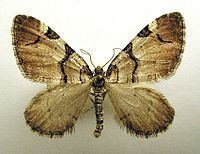 Anticlea derivata httpsuploadwikimediaorgwikipediacommonsthu