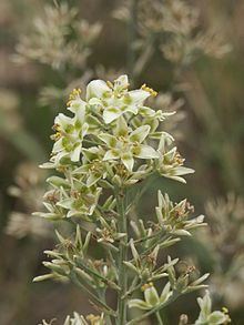 Anticlea (plant) httpsuploadwikimediaorgwikipediacommonsthu