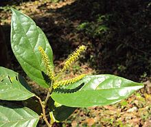 Antidesma montanum httpsuploadwikimediaorgwikipediacommonsthu