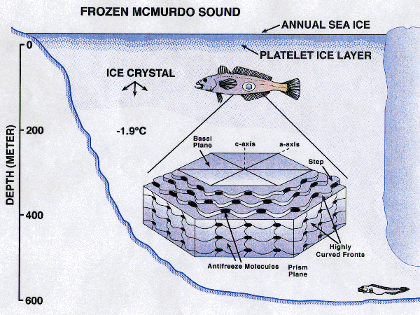 Antifreeze protein Fish Antifreeze Proteins