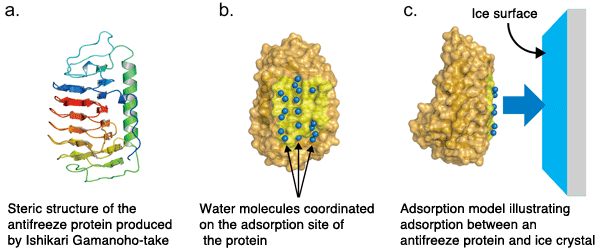 Antifreeze protein How a Fungiderived Antifreeze Protein Works Elucidation of