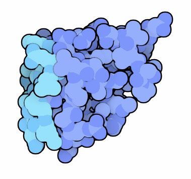 Antifreeze protein PDB101 Antifreeze Proteins
