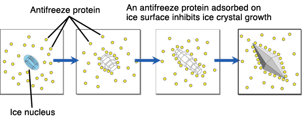 Antifreeze protein Biotechnology Antifreeze Proteins