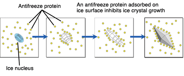 antifreeze-protein-alchetron-the-free-social-encyclopedia