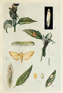 Antigastra catalaunalis httpsuploadwikimediaorgwikipediacommonsthu