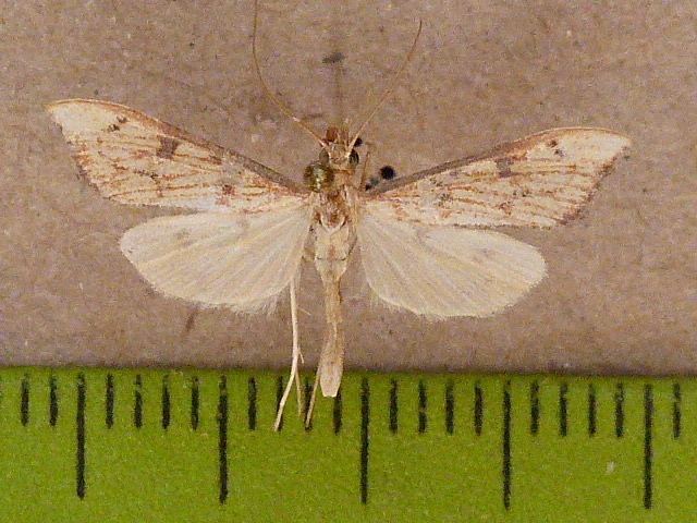 Antigastra catalaunalis Antigastra catalaunalis African Moths