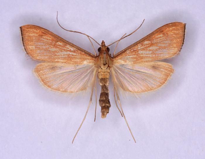 Antigastra catalaunalis Hants Moths 63051 Antigastra catalaunalis