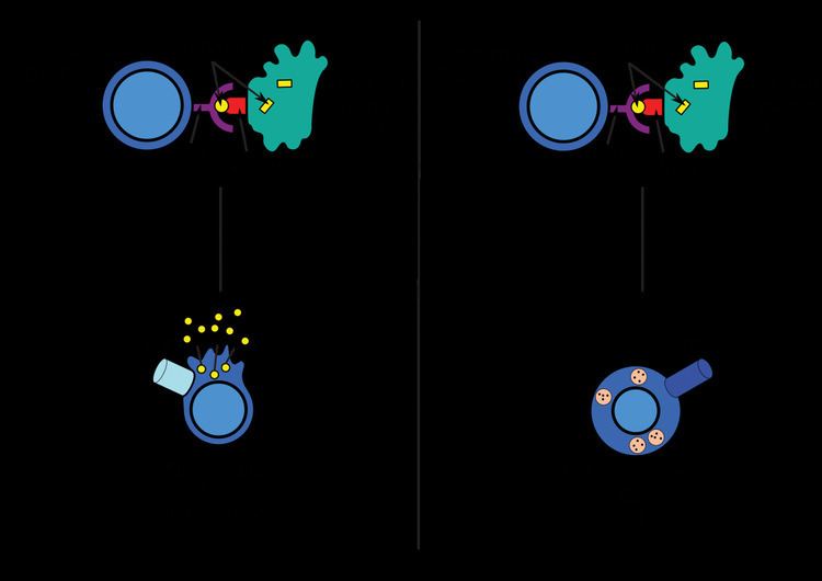 Antigen-presenting cell