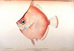 Antigonia (fish) httpsuploadwikimediaorgwikipediacommonsthu