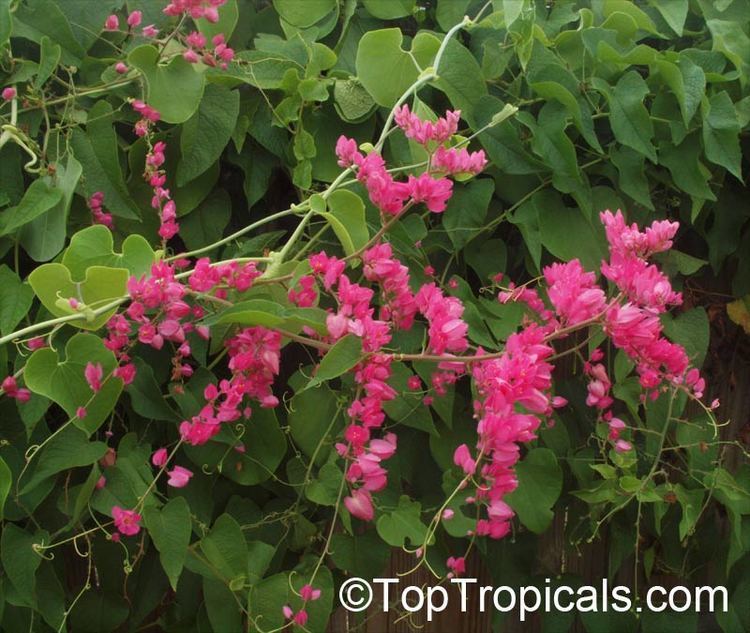 Antigonon Antigonon leptopus Mexican Coral Vine Coral Creeper Honolulu