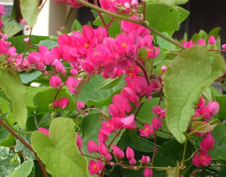 Antigonon Brides Tears antigonon leptopus very common Jamaican herb Crazy