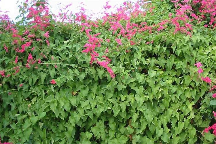 Antigonon Factsheet Antigonon leptopus Coral Creeper