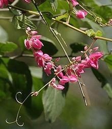 Antigonon leptopus Antigonon leptopus Wikipedia