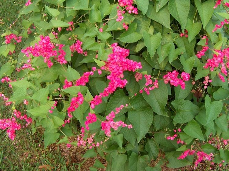 Antigonon leptopus Online Plant Guide Antigonon leptopus Rose of Montana