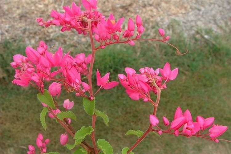 Antigonon leptopus Factsheet Antigonon leptopus Coral Creeper