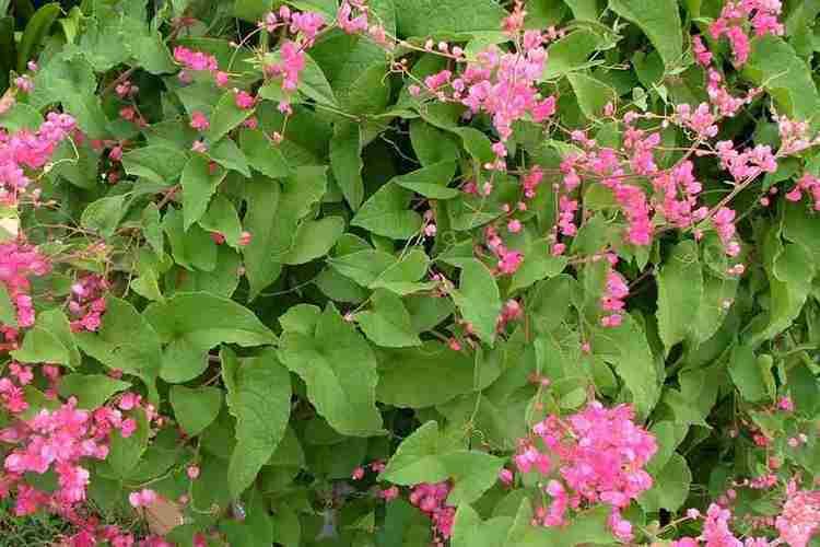 Antigonon leptopus Antigonon leptopus