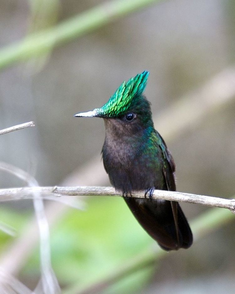 Antillean crested hummingbird httpssmediacacheak0pinimgcomoriginals35