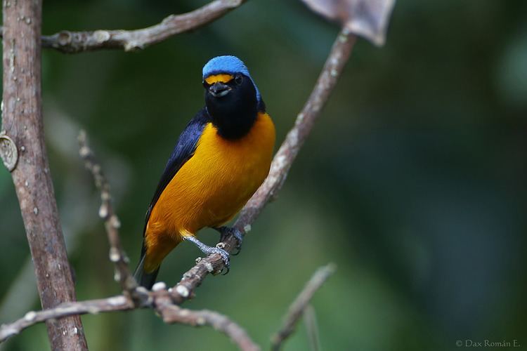 Antillean euphonia Flickr photos tagged antilleaneuphonia Picssr