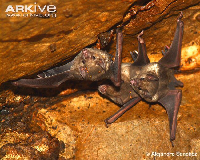 Antillean fruit-eating bat wwwplanetmammiferesorgPhotosVolantsPhyllost