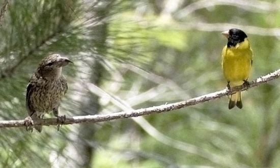 Antillean siskin Antillean Siskin BirdForum Opus