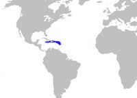 Antilles catshark httpsuploadwikimediaorgwikipediacommonsthu