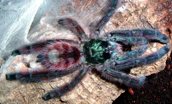 Antilles pinktoe tarantula San Francisco Zoo