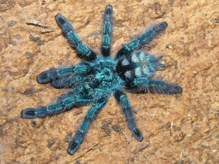 Antilles pinktoe tarantula How to Care for an Avicularia versicolor Pink Toe Tarantula