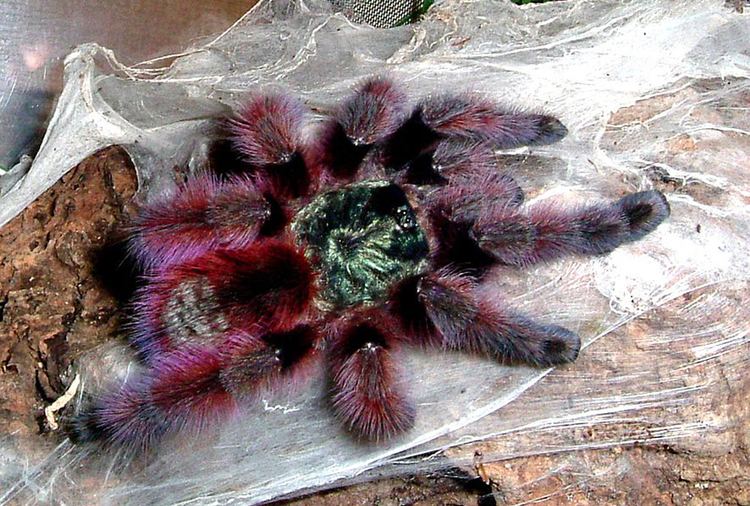 Antilles pinktoe tarantula Antilles Pinktoe Tarantula Avicularia versicolor Redorbit