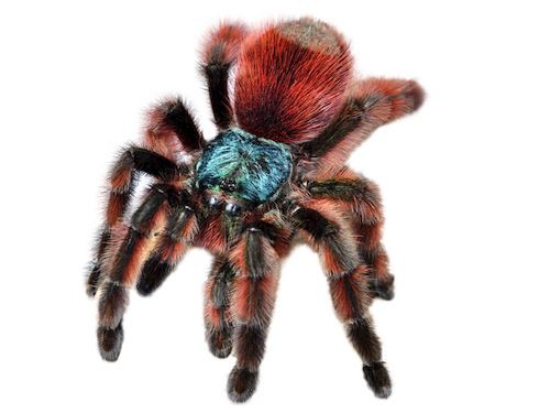 Antilles pinktoe tarantula Antilles Pink Toe Tarantula for Sale Reptiles for Sale