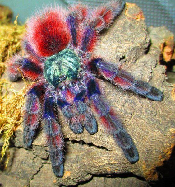 Antilles pinktoe tarantula Pinterest The world39s catalog of ideas