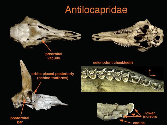 Antilocapridae ADW antilocapridaejpg