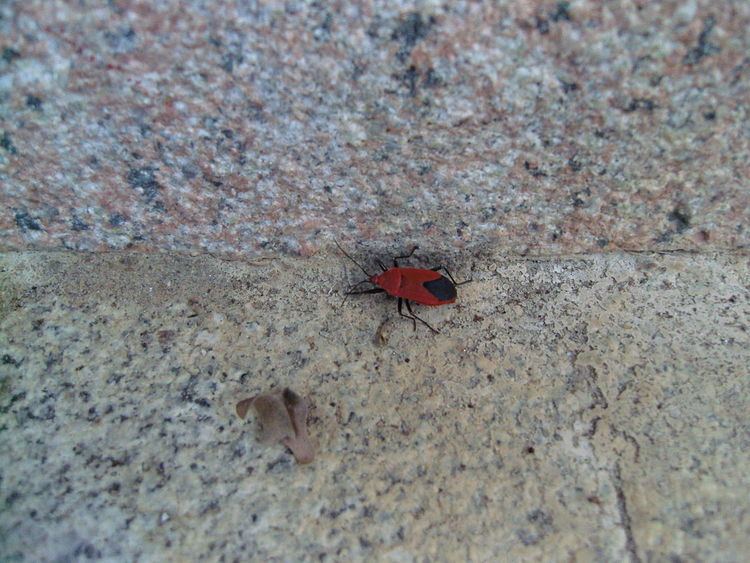Antilochus (bug)