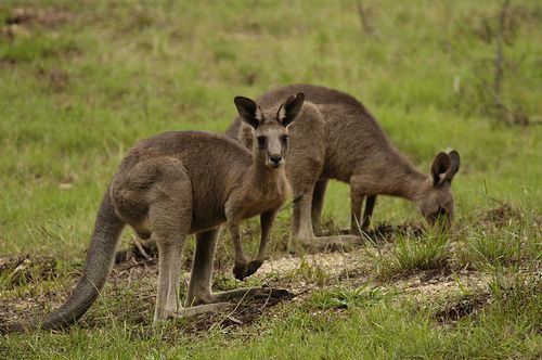 Antilopine kangaroo Antilopine Kangaroo