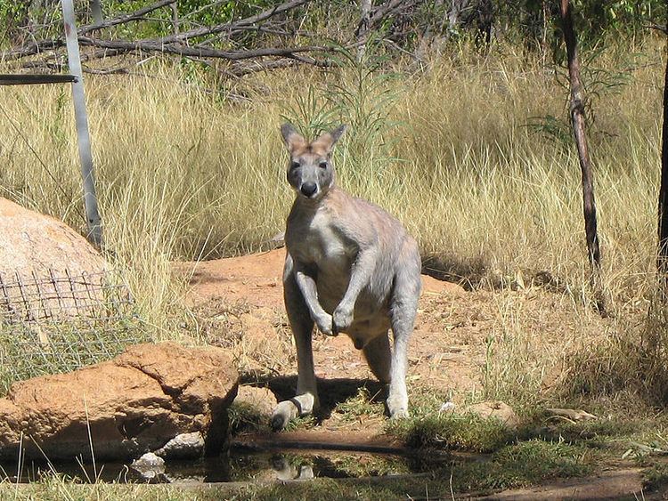 Antilopine kangaroo Antilopine Kangaroo Kayli39s Kangaroos