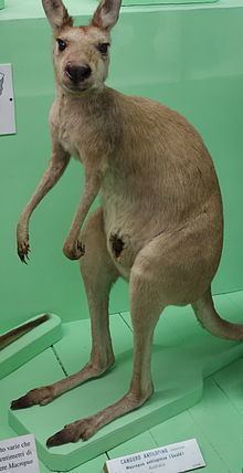Antilopine kangaroo httpsuploadwikimediaorgwikipediacommonsthu