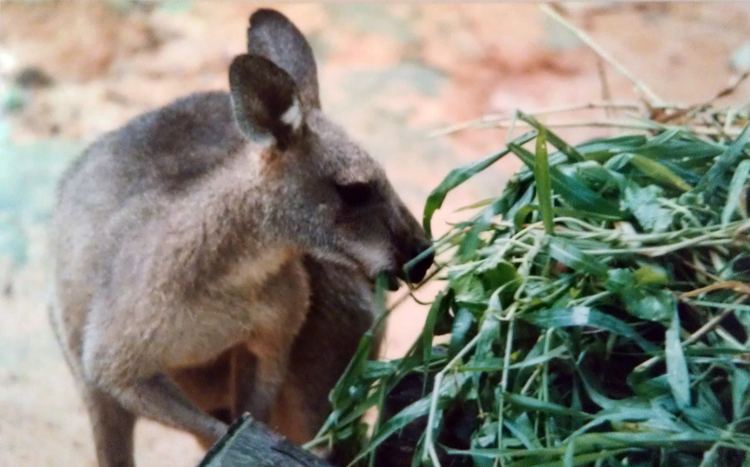 Antilopine kangaroo FileAntilopine kangaroojpg Wikimedia Commons