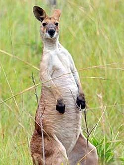 Antilopine kangaroo Savanna Explorer Cape York Antilopine Wallaroo