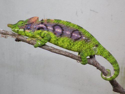 Antimena chameleon Very Rare Antimena chameleons for sale Chameleon Forums