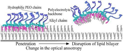 Antimicrobial polymer IJMS Special Issue Antimicrobial Polymers
