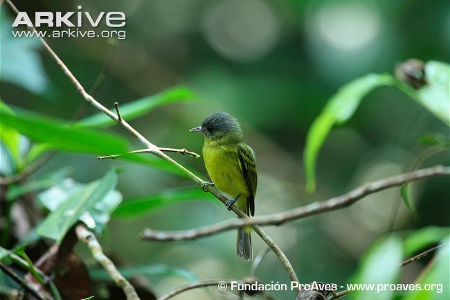 Antioquia bristle tyrant Antioquia bristletyrant photo Phylloscartes lanyoni G108424