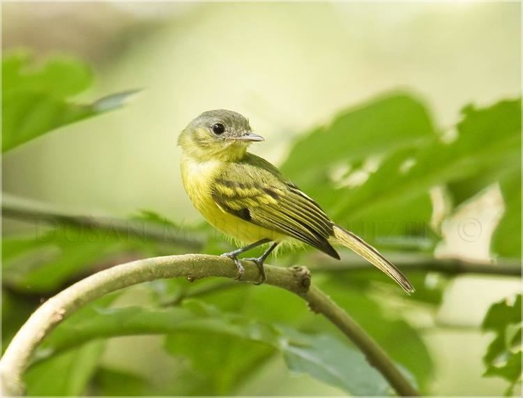 Antioquia bristle tyrant Antioquia Bristletyrant Pogonotriccus lanyoni videos photos and