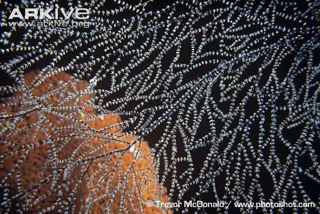 Antipathes Black corals photo Antipathes spp G26507 ARKive