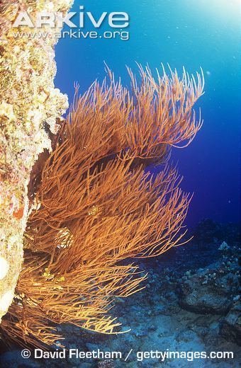 Antipathes Black coral videos photos and facts Antipathes dichotoma ARKive