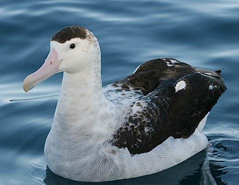 Antipodean albatross Albatross Encounter Kaikoura New Zealand Albatross Encounters