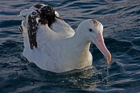 Antipodean albatross Antipodean albatross New Zealand Birds Online